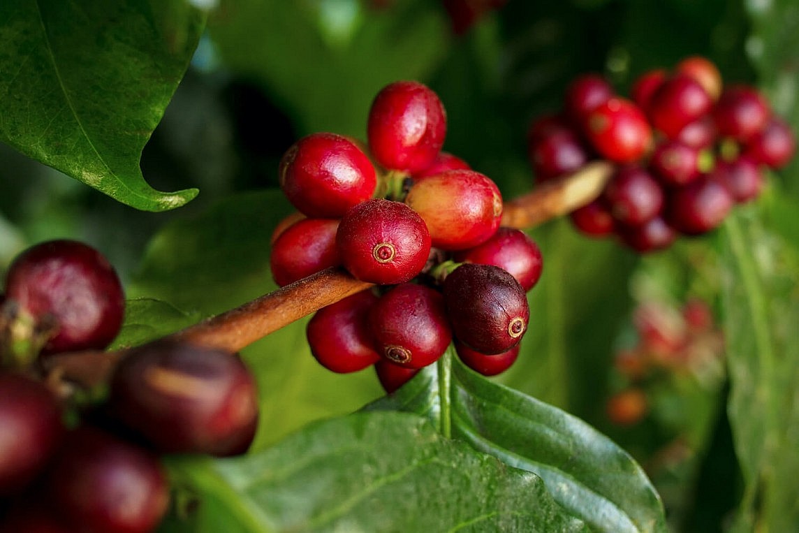 Triển vọng nguồn cung tích cực, giá cà phê Arabica và Robusta diễn biến trái chiều