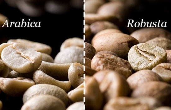 Giá cà phê Robusta trở lại vùng đỉnh 30 năm