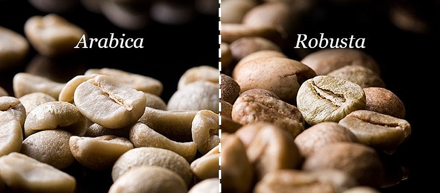 Giá cà phê Robusta trở lại vùng đỉnh 30 năm