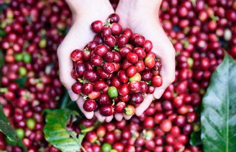 Giá cà phê mới nhất ngày 26/3/2024: Cà phê trong nước tăng “phi mã” lên tới 96.000 đồng/kg