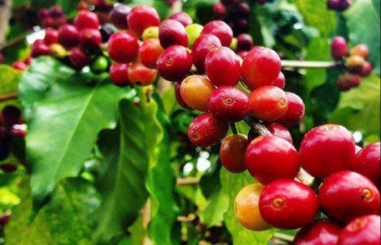 Dự báo nguồn cung từ Việt Nam giảm 20% khiến giá cà phê tăng