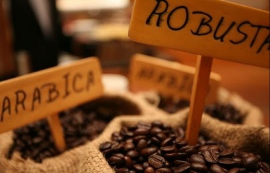 Giá cà phê Robusta giảm nhưng vẫn ở vùng đỉnh 30 năm
