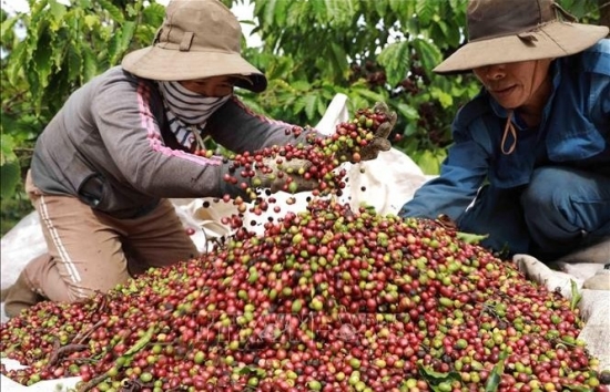 Giá cà phê mới nhất ngày 2/4/2024: Thị trường cà phê trong nước ổn định, cao nhất 98.700 đồng/kg