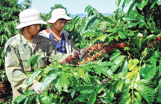 Giá cà phê mới nhất ngày 5/4/2024: Thị trường cà phê trong nước nối đà tăng, lên mức 103.000 đồng/kg