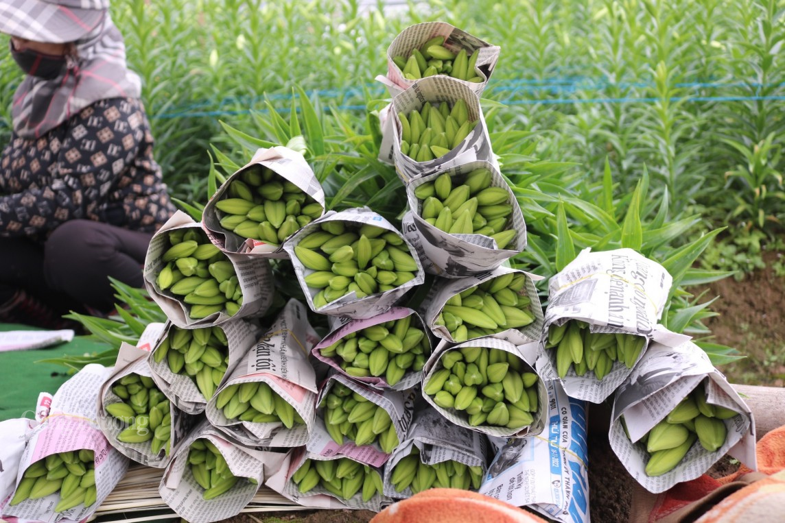 Người trồng hoa loa kèn ở Hà Nội tất bật vào vụ thu hoạch
