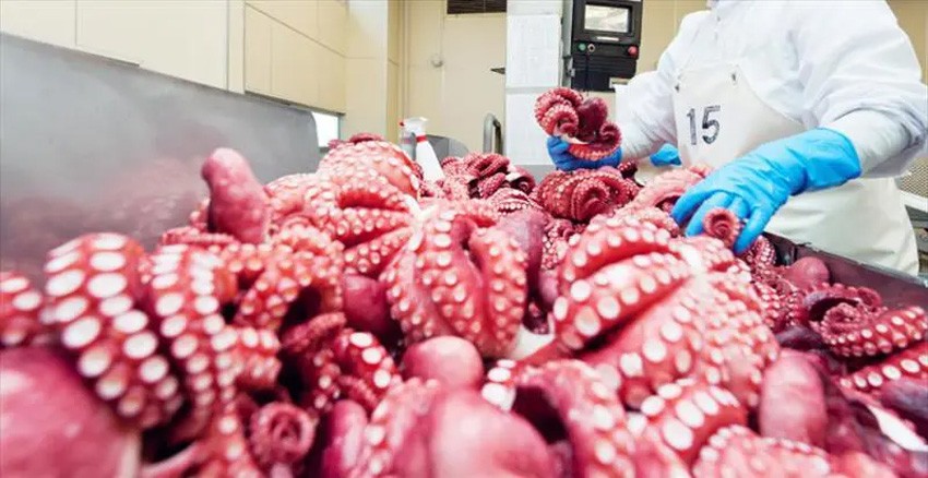 Xuất khẩu mực, bạch tuộc giảm 2% trong quý 1/2024