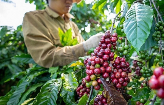 Giá cà phê mới nhất ngày 12/4/2024: Thị trường cà phê trong nước nối đà tăng, vượt mốc 107.000 đồng/kg