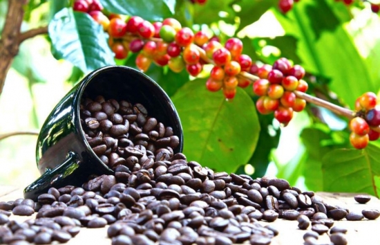 Giá cà phê mới nhất ngày 13/4/2024: Thị trường cà phê trong nước tăng đạt đỉnh 110.000 đồng/kg