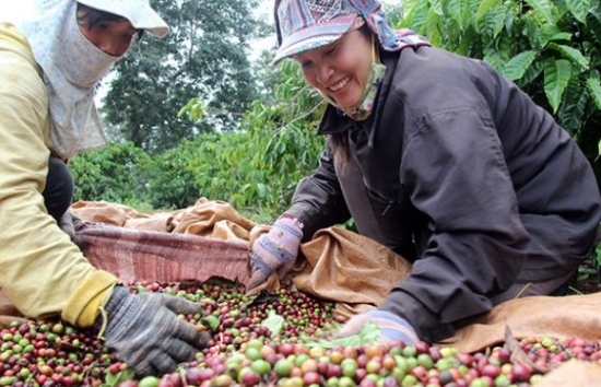 Giá cà phê mới nhất ngày 14/4/2024: Thị trường cà phê trong nước tăng sốc đạt mức 110.600 đồng/kg