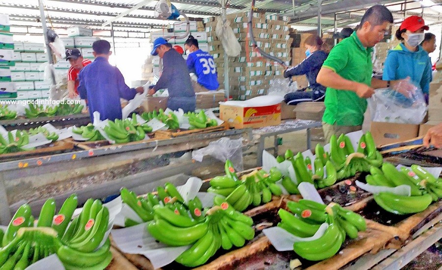Chuối Việt Nam bất ngờ soán ngôi Philippines tại thị trường Trung Quốc