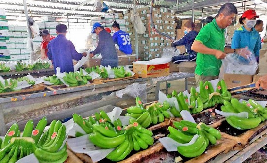 Việt Nam vượt Philippines thành thị trường cung cấp chuối lớn nhất cho Trung Quốc