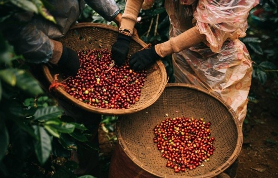 Giá cà phê mới nhất ngày 18/4/2024: Cà phê trong nước nối dài đà tăng, cao nhất 117.100 đồng/kg