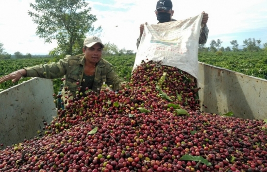 Giá cà phê mới nhất ngày 20/4/2024: Cà phê trong nước nối dài đà tăng, cao nhất 124.000 đồng/kg