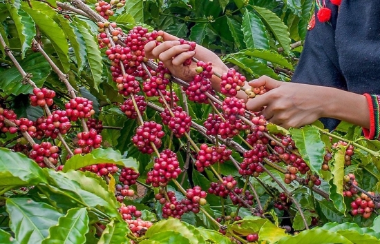 Giá cà phê mới nhất ngày 22/4/2024: Cà phê trong nước ổn định, cao nhất 124.000 đồng/kg