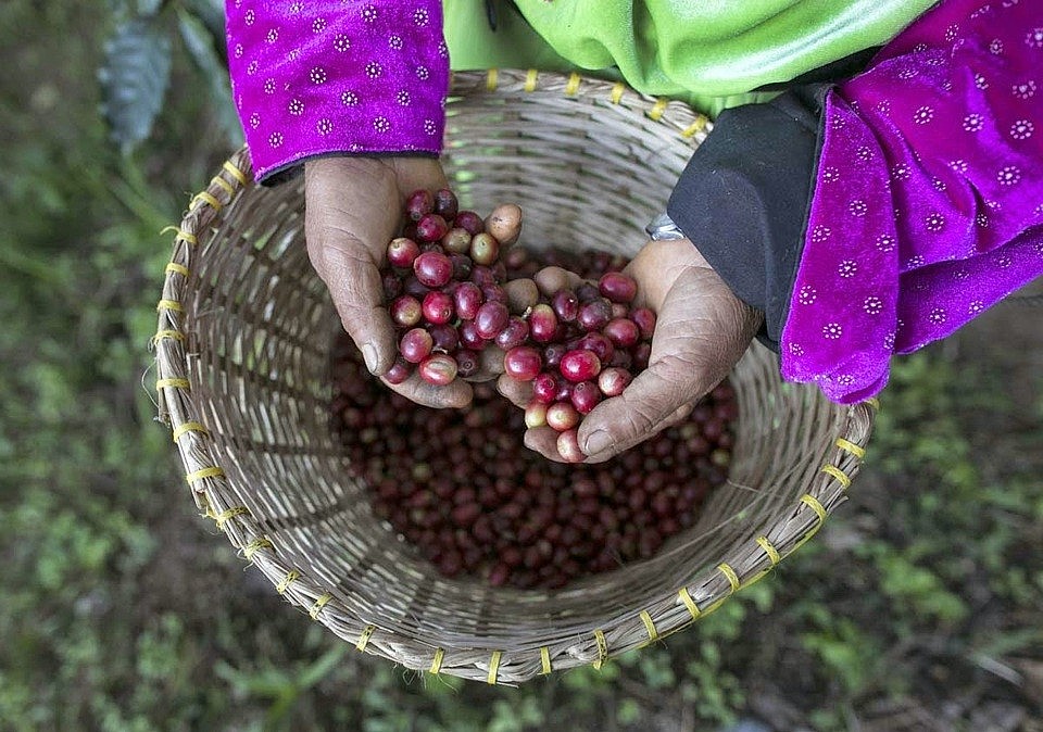 Thị trường cà phê trong nước