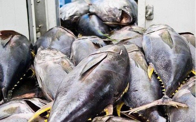 Cá ngừ của Việt Nam được xuất khẩu sang 86 thị trường