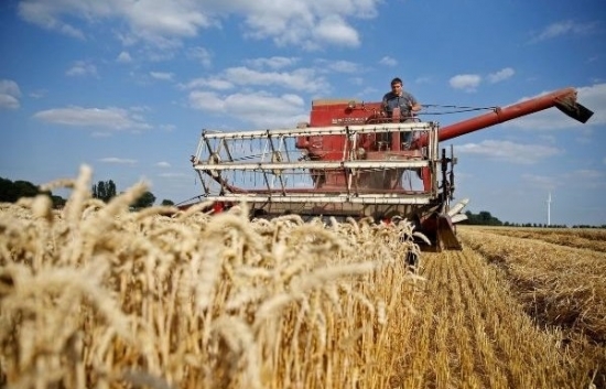 Giá lúa mì thế giới biến động mạnh mẽ