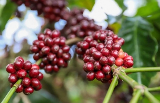 Giá cà phê mới nhất ngày 29/4/2024: Cà phê trong nước tăng trở lại, cao nhất 134.200 đồng/kg
