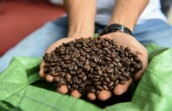 Giá cà phê mới nhất ngày 2/5/2024: Cà phê trong nước quay đầu giảm 1.200 đồng/kg