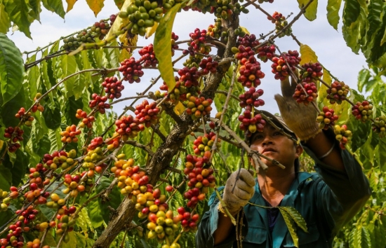 Giá cà phê mới nhất ngày 3/5/2024: Cà phê trong nước nối đà giảm 2.500 đồng/kg