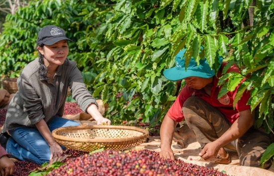 Giá cà phê mới nhất ngày 4/5/2024: Cà phê trong nước “rơi tự do” 12.500 đồng/kg
