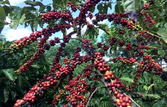 Giá cà phê mới nhất ngày 5/5/2024: Cà phê trong nước giảm sâu 15.000 - 16.000 đồng/kg