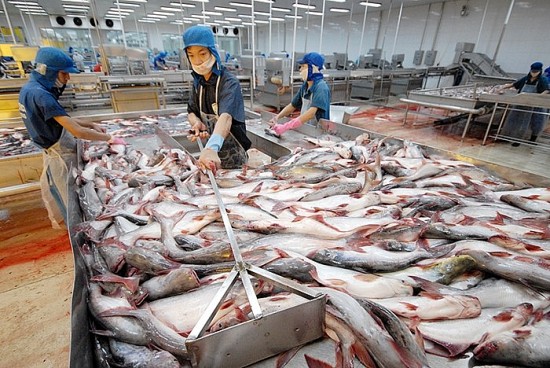 Xuất khẩu cá tra sang các thị trường chính giảm