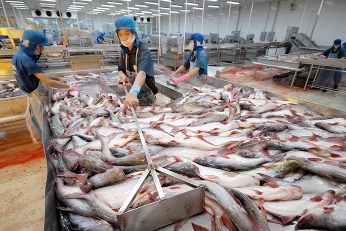 Xuất khẩu cá tra sang các thị trường chính giảm