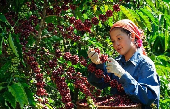 Giá cà phê mới nhất ngày 7/5/2024: Cà phê trong nước tiếp tục rớt giá, cao nhất còn 100.500 đồng/kg