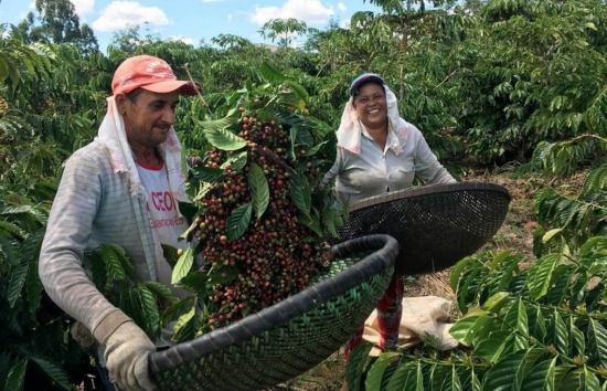 Nguồn cung cải thiện, giá cà phê liên tục “rớt thảm”