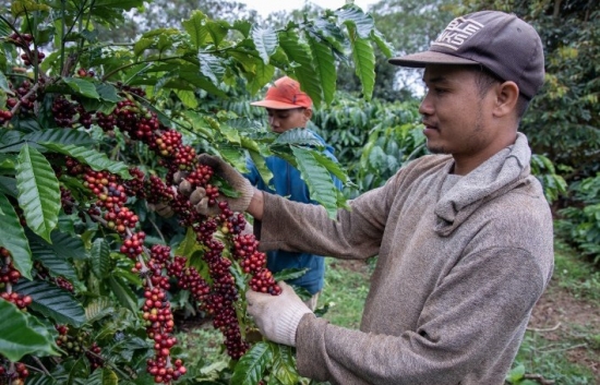 Giá cà phê mới nhất ngày 8/5/2024: Cà phê trong nước ổn định, cao nhất 100.500 đồng/kg