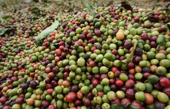 Giá cà phê mới nhất ngày 10/5/2024: Cà phê trong nước quay đầu tăng mạnh 2.800 – 3.600 đồng/kg