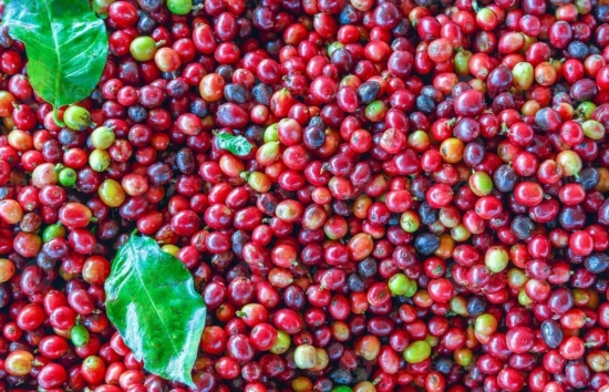 Giá cà phê mới nhất ngày 11/5/2024: Cà phê trong nước nối đà tăng 1.000 đồng/kg