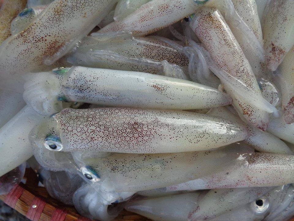 Xuất khẩu mực, bạch tuộc của Việt Nam tăng trưởng hơn 2 con số