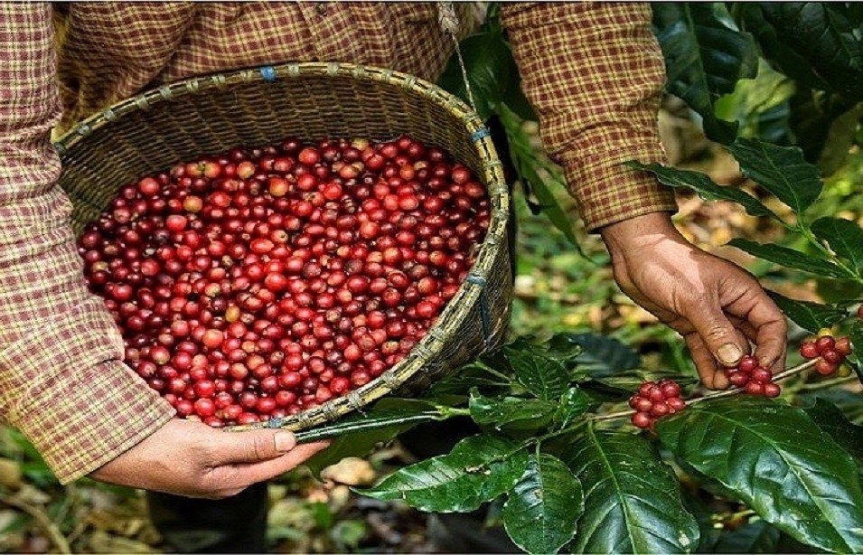 Giá cà phê dao động nhẹ, Robusta sẽ sớm quay lại trên mức 3.500 USD/tấn?