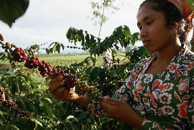 Trong khi cà phê Robusta giảm nhẹ thì cà phê Arabica giảm đến 3 con số.