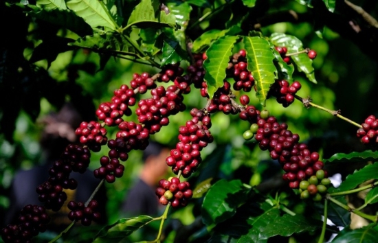 Giá cà phê mới nhất ngày 17/5/2024: Cà phê trong nước giảm nhẹ, mức giảm 400 – 500 đồng/kg