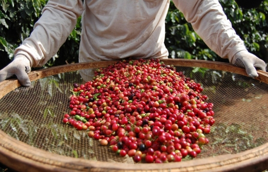 Giá cà phê mới nhất ngày 20/5/2024: Cà phê trong nước tiếp đà tăng nhẹ, cao nhất 104.200 đồng/kg