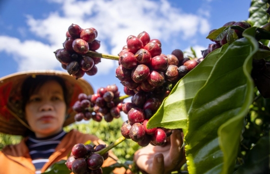 Giá cà phê mới nhất ngày 24/5/2024: Cà phê trong nước tăng “phi mã”, mức tăng 7.000- 7.200 đồng/kg