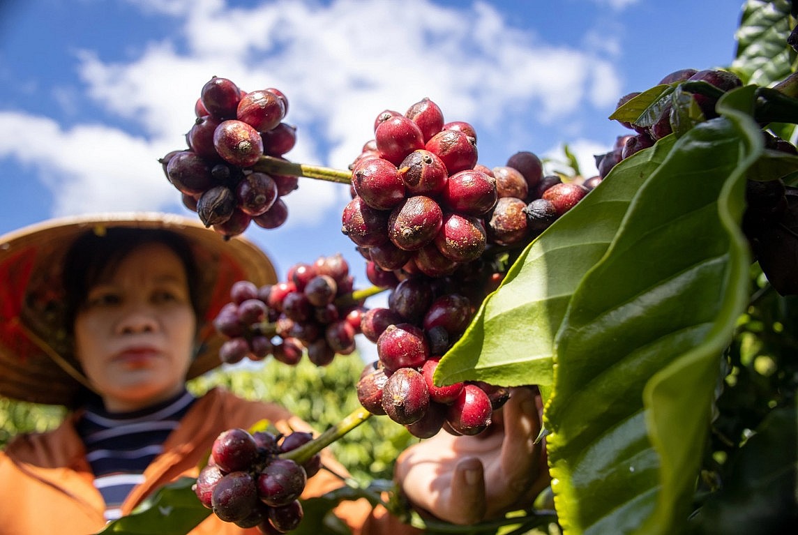 Thị trường cà phê trong nước