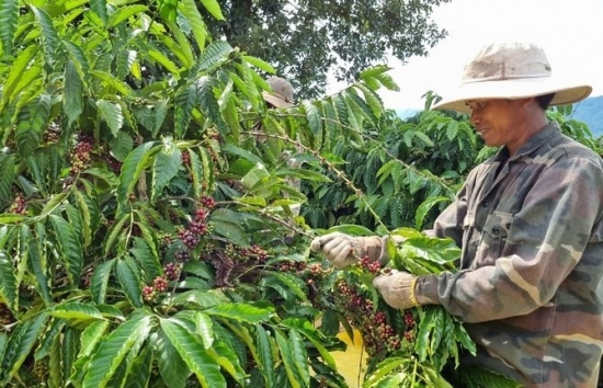 Giá cà phê mới nhất ngày 26/5/2024: Cà phê trong nước đồng loạt tăng, cao nhất 116.000 đồng/kg