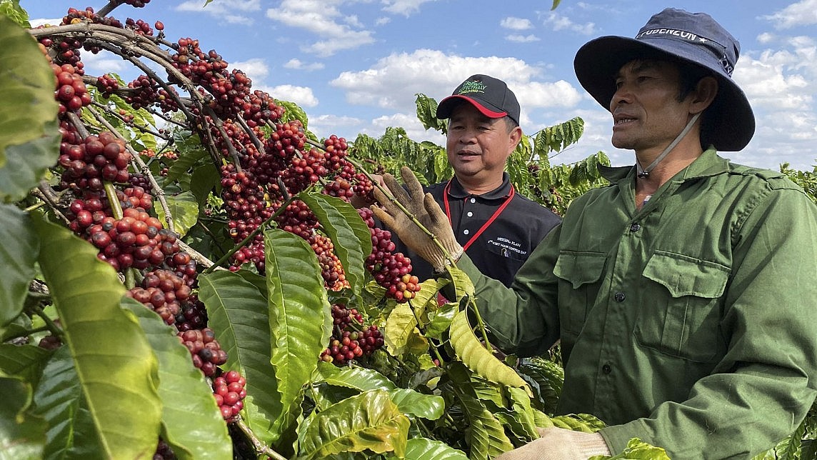 Tính từ đầu năm đến nay, giá cà phê xuất khẩu của Việt Nam đã tăng 50%, vượt trội mức tăng của nhiều loại nông sản khác