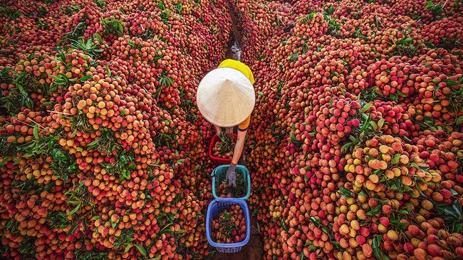 Xuất khẩu lô vải thiều Tân Yên đầu tiên sang Cộng hòa Liên bang Đức