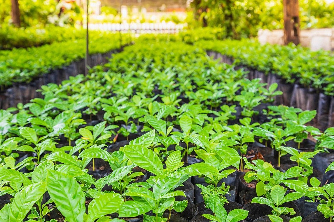 nhiều hộ dân đua nhau trồng mới, tái canh cà phê khiến giá cây giống ở địa phương này tăng cao 