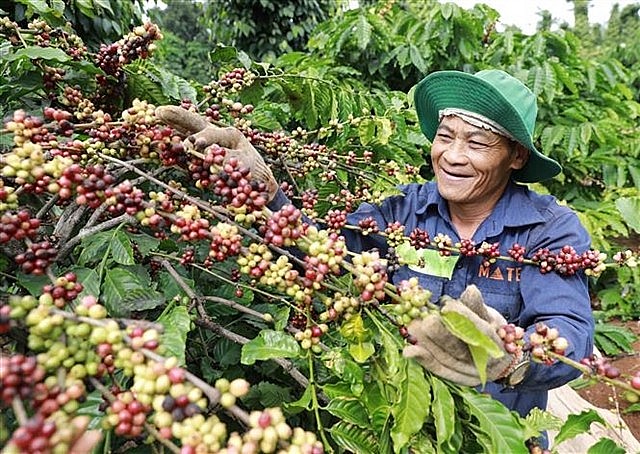 Xuất khẩu cà phê của Việt Nam giảm liên tiếp trong 4 tháng trở lại đây