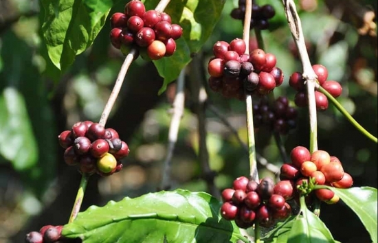 Cà phê Robusta tăng mạnh: Xu hướng tất yếu hay “bong bóng” nhất thời?