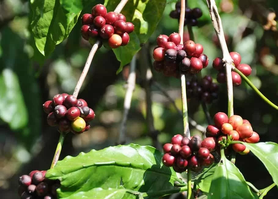 Giá cà phê Robusta tăng mạnh: Xu hướng tất yếu hay “bong bóng” nhất thời?