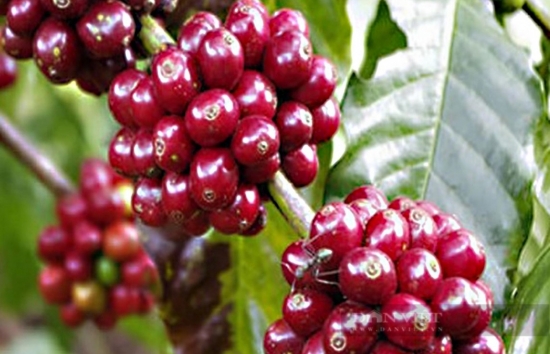 Bật tăng mạnh, giá cà phê Robusta phá đỉnh lịch sử