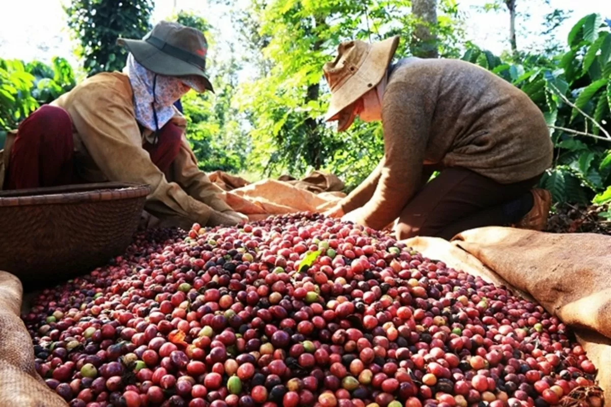 Cà phê- Mặt hàng xuất khẩu có kim ngạch lớn của Việt Nam sang Algeria. Ảnh: Thành Trung