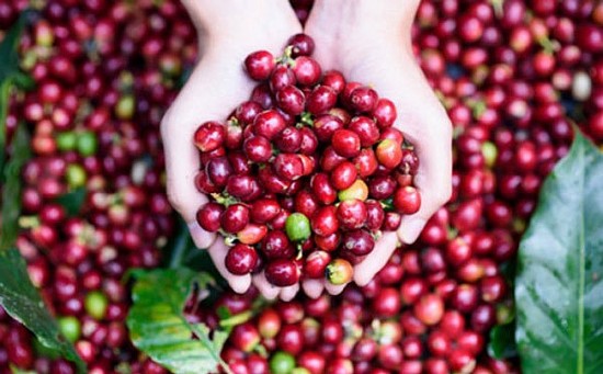 Cà phê Robusta lên đỉnh lịch sử, xuất khẩu cà phê thu về hơn 4 tỷ USD